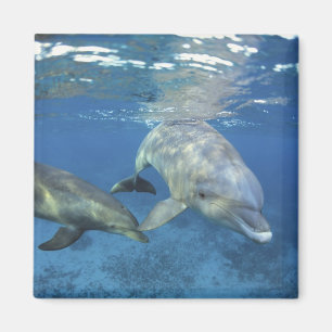 Mexiko, Cozumel. Großer Tümmler, Tursiops 5 Magnet