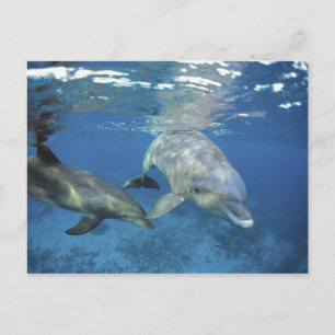 Mexiko, Cozumel. Großer Tümmler, Tursiops 5 Postkarte