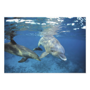 Mexiko, Cozumel. Großer Tümmler, Tursiops Fotodruck