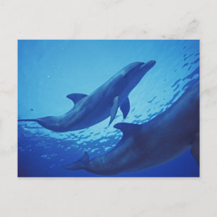 Mexiko, Cozumel. Großer Tümmler, Tursiops Postkarte