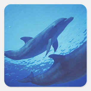 Mexiko, Cozumel. Großer Tümmler, Tursiops Quadratischer Aufkleber