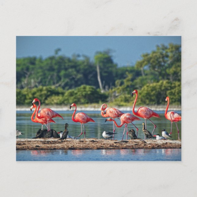 Mexiko Rio Lagartos Postkarte (Vorderseite)