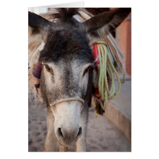 Mexiko, San Miguel De Allende 2 (Vorne)