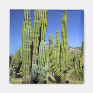 Mexiko, Sonora, San Carlos. Saguaro & Organ Pipe Magnet