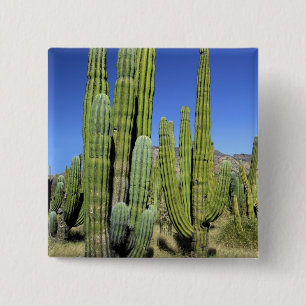 Mexiko, Sonora, San Carlos. Saguaro & Orgelpfanne Button