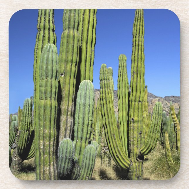 Mexiko, Sonora, San Carlos. Saguaro & Orgelpfanne Untersetzer (Vorderseite)
