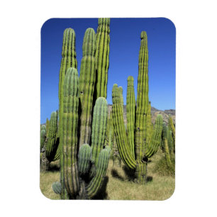 Mexiko, Sonora, San Carlos. Saguaro & Orgelpfeife Magnet