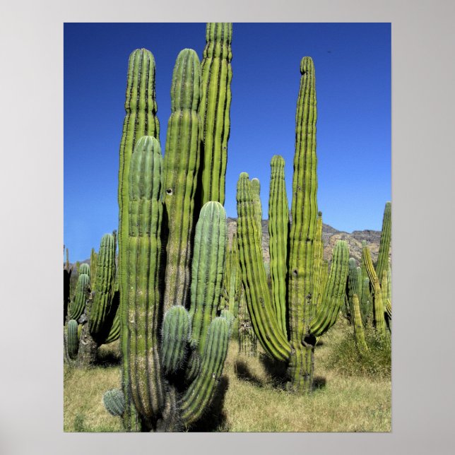 Mexiko, Sonora, San Carlos. Saguaro & Orgelpfeife Poster (Vorne)