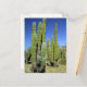 Mexiko, Sonora, San Carlos. Saguaro & Orgelpfeife Postkarte (Vorderseite/Rückseite Beispiel)