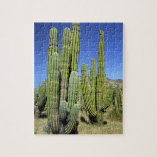 Mexiko, Sonora, San Carlos. Saguaro & Orgelpfeifen Puzzle