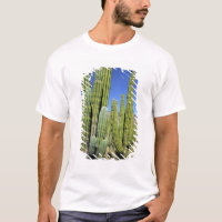 Mexiko, Sonora, San Carlos. Saguaro & Orgelpfeifen