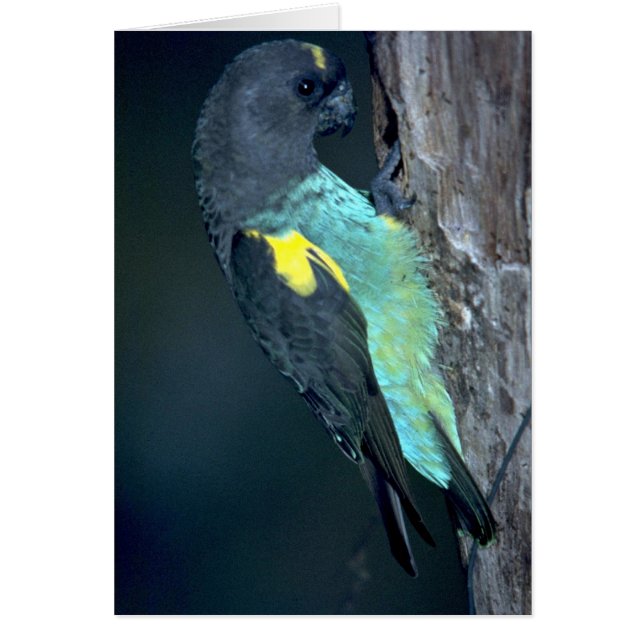 Meyer's Parrot (Vorne)