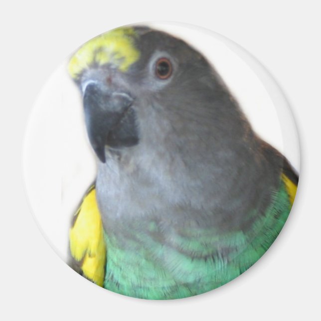 Meyers Parrot Magnet (Vorne)