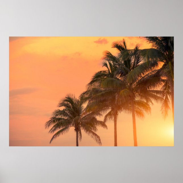 Miami Palms Poster (Vorne)