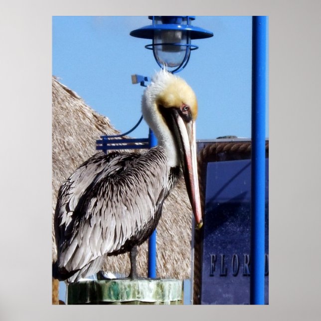 Miami Pelican Poster (Vorne)
