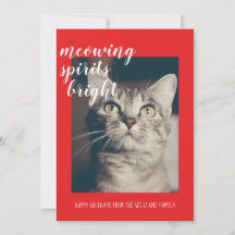 Miauende Geister erhellen das Katzenfoto-Fest