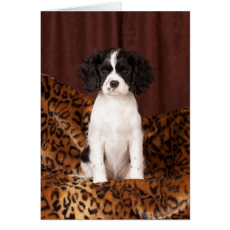 Micah selten farbige Cavalier King Charles Spaniel