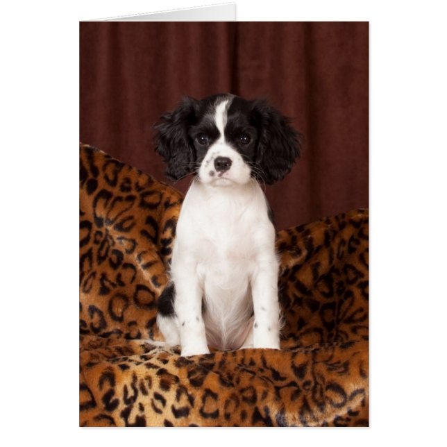 Micah selten farbige Cavalier King Charles Spaniel (Vorne)