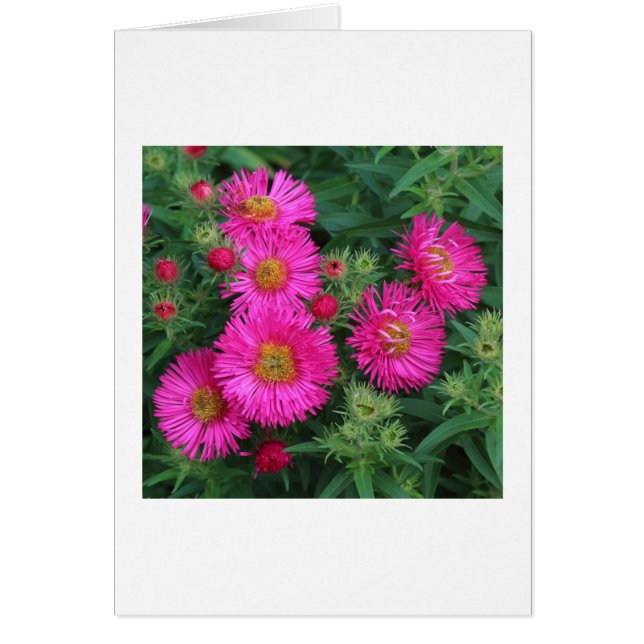 Michaelmas Daisies (Vorne)