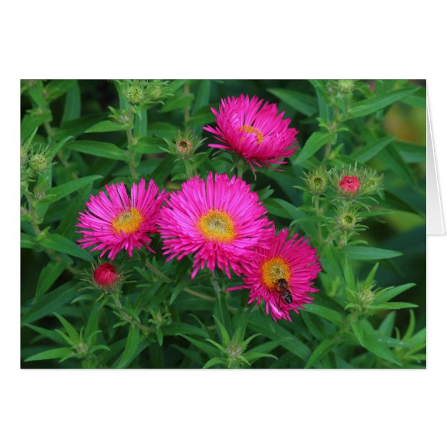 Michaelmas Daisies and Bee (Vorderseite (Horizontal))