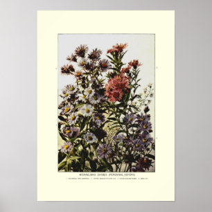 Michaelmas daisies poster