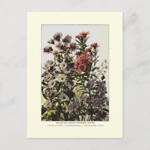Michaelmas daisies postkarte