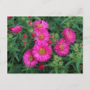 Michaelmas Daisies Postkarte