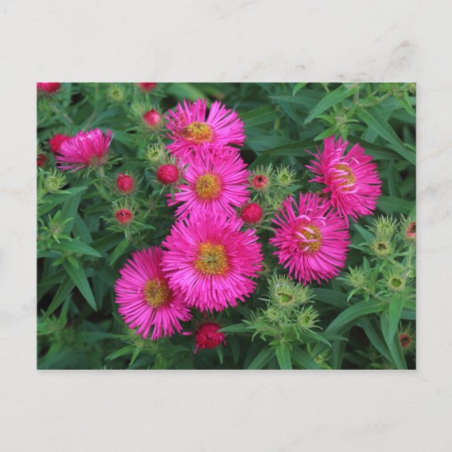 Michaelmas Daisies Postkarte (Vorderseite)