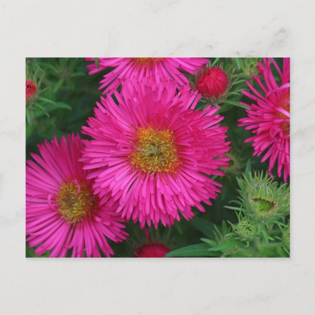 Michaelmas Daisies Postkarte (Vorderseite)