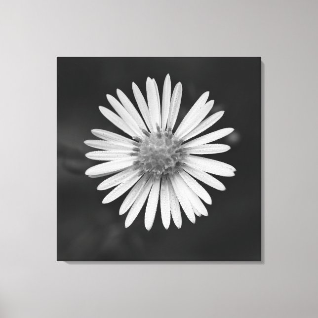 Michaelmas Daisy Flower Canvas Print Leinwanddruck (Vorderseite)