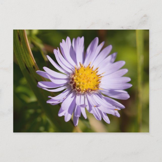 Michaelmas Daisy Postkarte (Vorderseite)