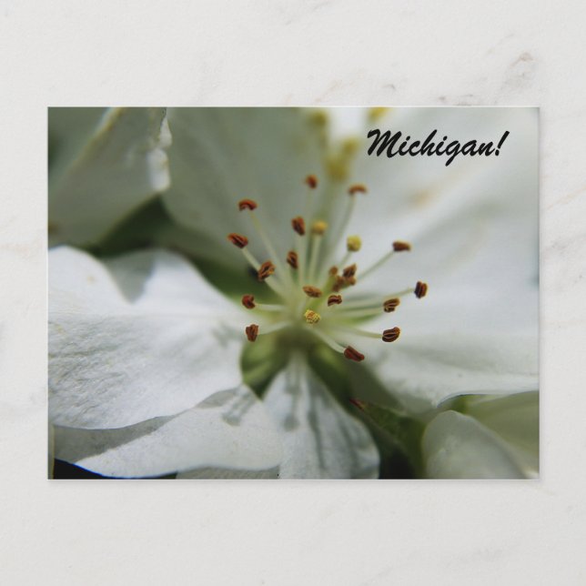 Michigan Apple Blossom Postkarte (Vorderseite)