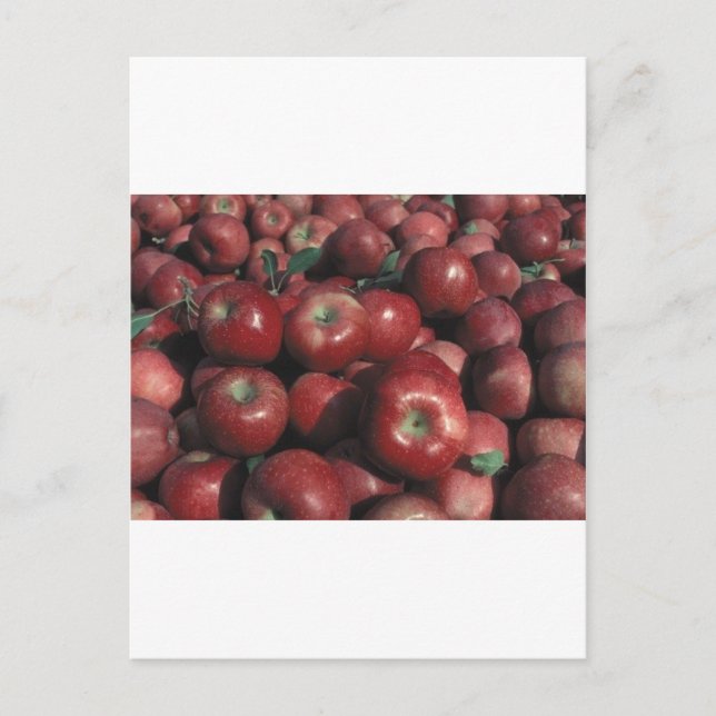 Michigan Apples Postkarte (Vorderseite)
