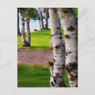 Michigan Birch Trees by Lake Postkarte