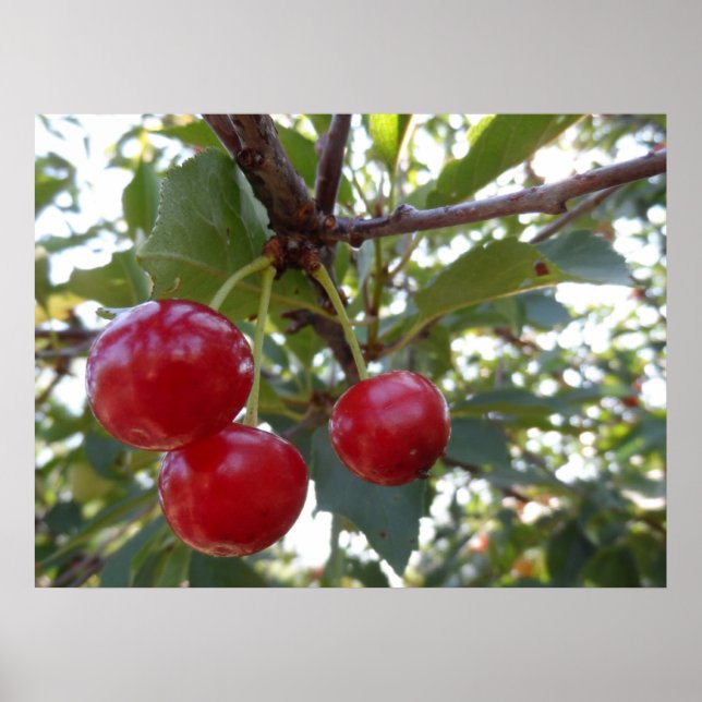 Michigan Cherries Poster (Vorne)
