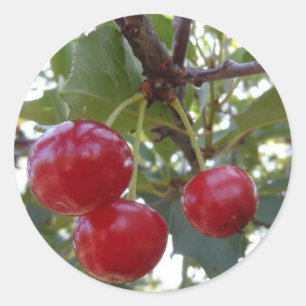 Michigan Cherries Runder Aufkleber