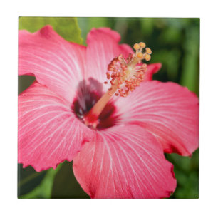 Michigan, Dearborn. Detail des rosa Hibiskus Fliese