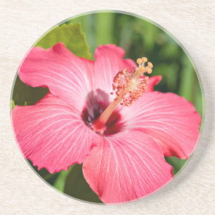 Michigan, Dearborn. Detail des rosa Hibiskus Getränkeuntersetzer