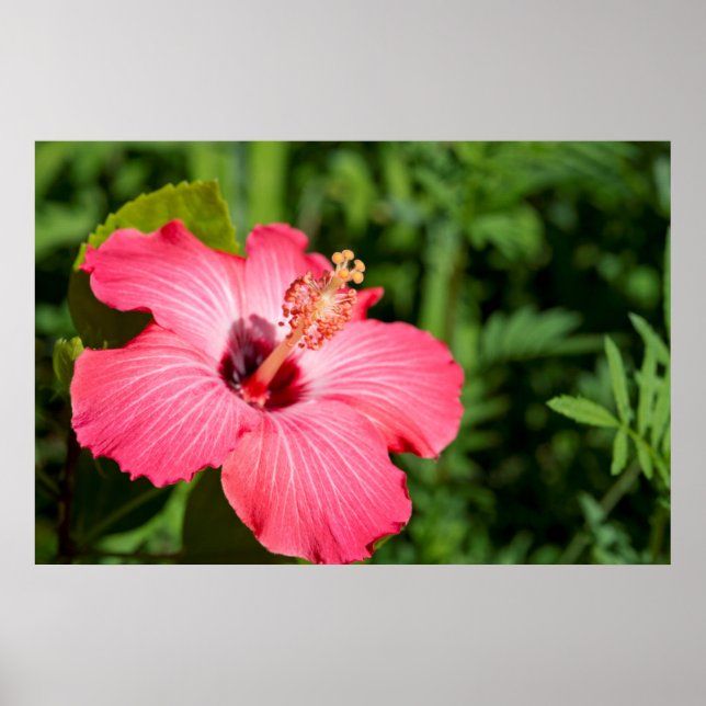 Michigan, Dearborn Detail des rosa Hibiskus Poster (Vorne)