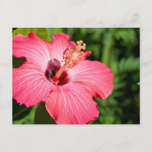 Michigan, Dearborn. Detail des rosa Hibiskus Postkarte