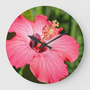 Michigan, Dearborn. Detail Of Pink Hibiscus Große Wanduhr