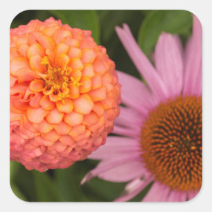 Michigan, Dearborn, Greenfield Village. Pfirsich Quadratischer Aufkleber