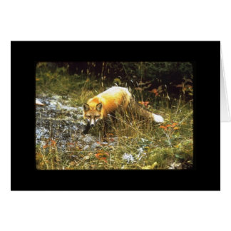 Michigan Fox Card, Jeder Anlass