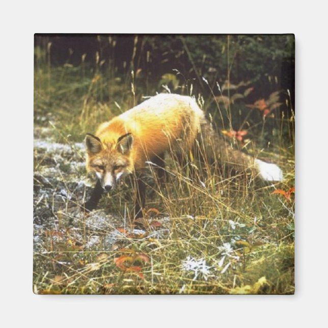 Michigan Fox Magnet (Vorne)