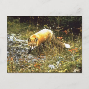 Michigan Fox Postcard Postkarte