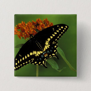 Michigan, Rochester American Eastern Black Button