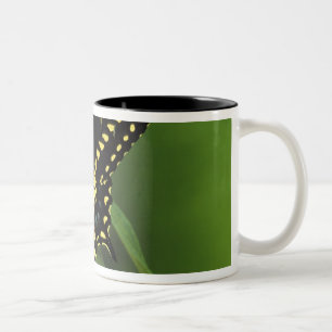 Michigan, Rochester. Amerikanischer Östlicher Schw Zweifarbige Tasse