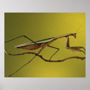 Michigan, Rochester Hills. Beten von Mantis Poster