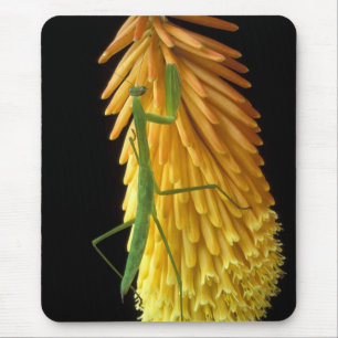 Michigan, Rochester Hills. Gottesanbeterin auf Rot Mousepad