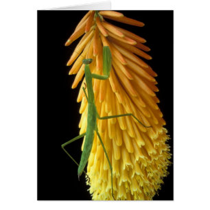 Michigan, Rochester Hills. Mantis auf Rot beten